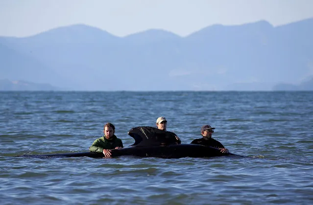 Volunteers try to guide some of the stranded pilot whales still alive back out to sea after one of the country's largest recorded mass whale strandings, in Golden Bay, at the top of New Zealand's South Island, February 11, 2017. (Photo by Anthony Phelps/Reuters)