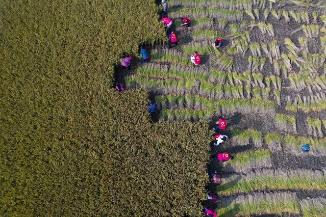 This aerial photo taken on November 1, 2021 shows volunteers helping farmers harvest rice in Huzhuang, in China's eastern Jiangsu province. (Photo by AFP Photo/China Stringer Network)