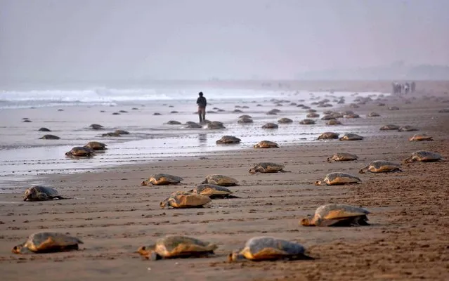 Olive Ridley Turtles (Lepidochelys olivacea) return to the sea after laying their eggs in the sand at Rushikulya Beach, some 140 kilometres (88 miles) south-west of Bhubaneswar, early February 16, 2017. Thousands of Olive Ridley sea turtles started to come ashore in the last few days from the Bay of Bengal to lay their eggs on the beach, which is one of the three mass nesting sites in the Indian coastal state of Orissa. (Photo by Asit Kumar/AFP Photo)