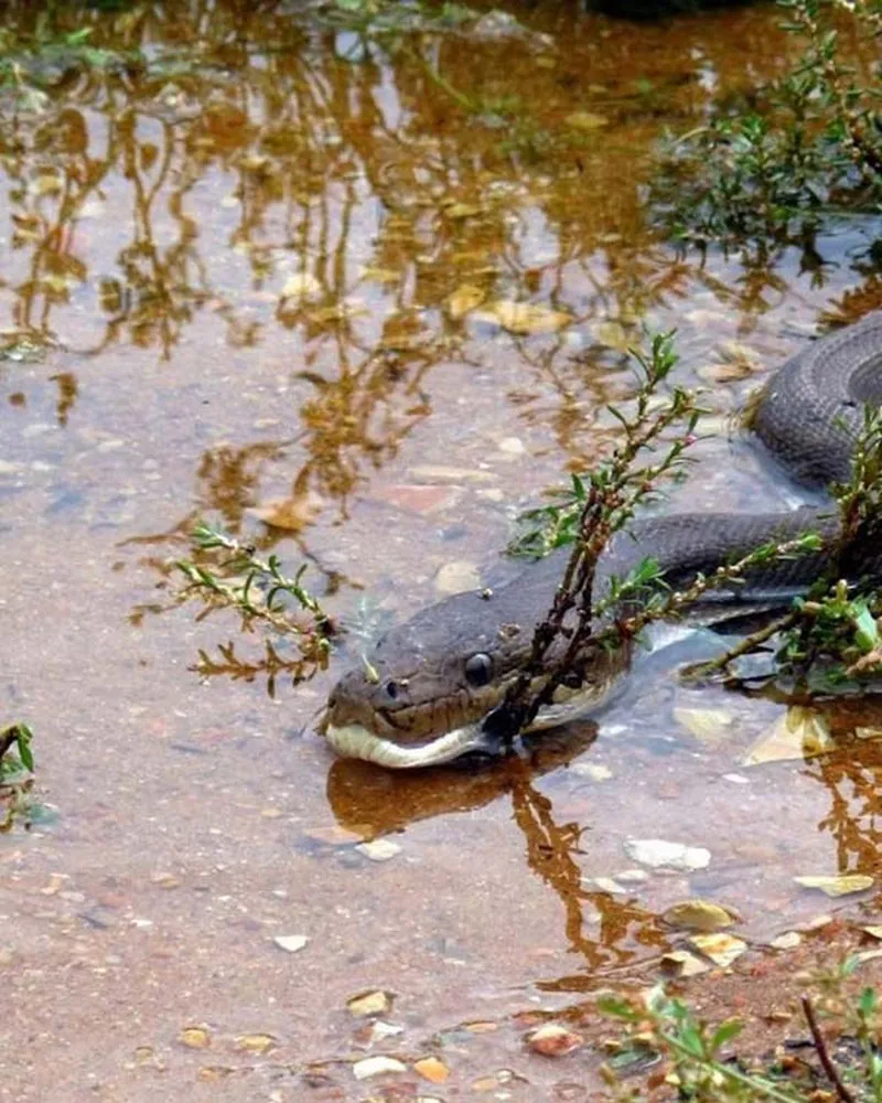 Python Meets a Crocodile See what Happened Next