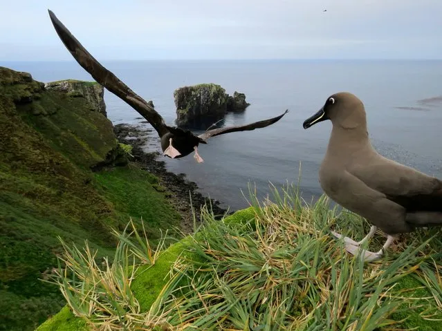This undated photo shows sooty albatrosses on Marion Island, part of the Port Edwards Islands, a South African territory in the southern Indian Ocean near Antarctica. (Photo by Anton Wolfaardt via AP Photo)