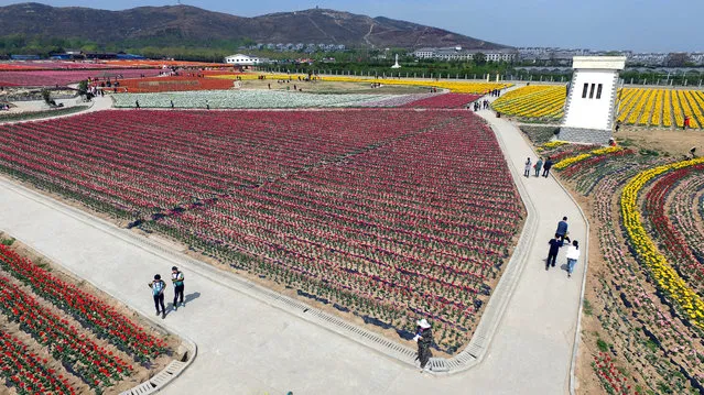 An aerial view of large scale tulip farming in Chaya Mountain of Suiping County on March 31, 2016 in Zhumadian, Henan Province of China. (Photo by VCG/VCG via Getty Images)