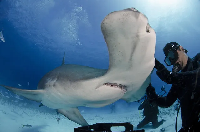 Eli Martinez with hammerhead shark. (Photo by J. P. Zegarra/Caters News)