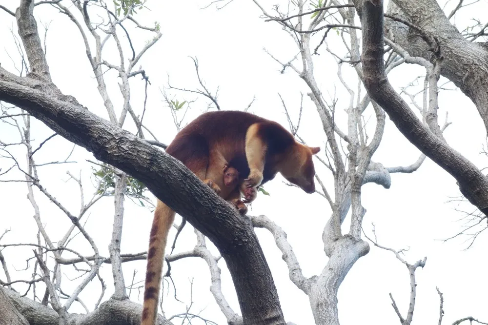 Taronga Zoo Welcomes Baby Tree Kangaroo