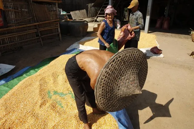 A Cambodian family collects corns in front of their home in Thnol Bek village during its harvest season, in Kandal province, south of Phnom Penh, Cambodia, Monday, May 18, 2015. The people in Thnol Bek village harvested the red corns and dry them under the sun before it is sold to the neighboring country of Vietnam. The crop is traditionally main income, though the villagers also fish and plant rice and other crops. (Photo by Heng Sinith/AP Photo)