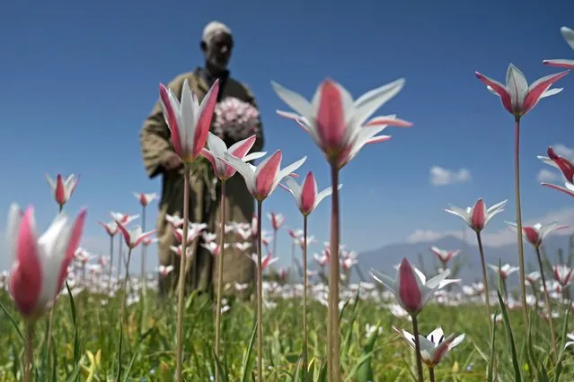 A farmer Kashmiri holds a bunch of wild tulips blooming at a field during the spring season in Pampore, on the outskirts of Srinagar on April 7, 2024. (Photo by Tauseef Mustafa/AFP Photo)