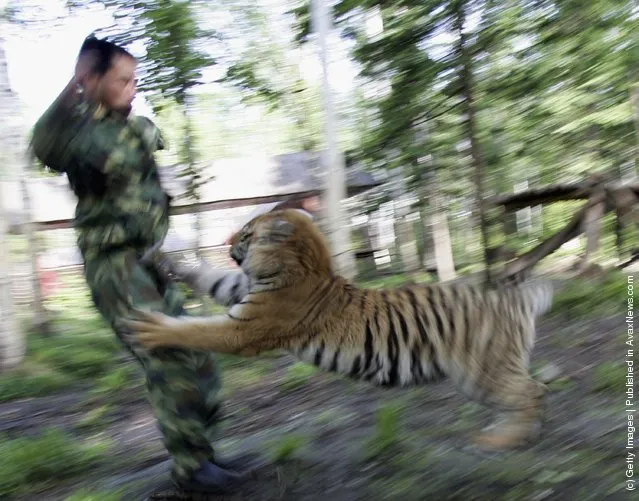 A feeder trains a Siberian tiger cub