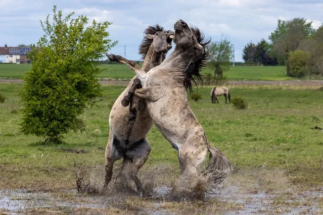 Two rival konik stallions battle for dominance in the second decade of April 2024 on the wetlands of Wicken Fen in Cambridgeshire, UK where they have been introduced to encourage biodiversity. (Photo by Bav Media)