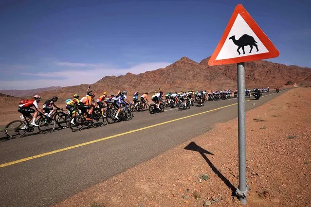 The pack rides during the first stage of 2023 Saudi Tour, from AlUla International Airport to Khaybar, on January 30, 2023. (Photo by Thomas Samson/AFP Photo)