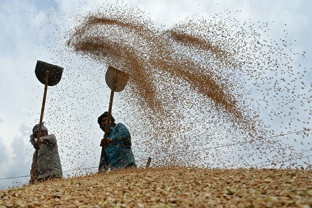 Labourers separate grains of wheat from the husk at a wholesale grain market in Amritsar on April 23, 2024. (Photo by Narinder Nanu/AFP Photo)