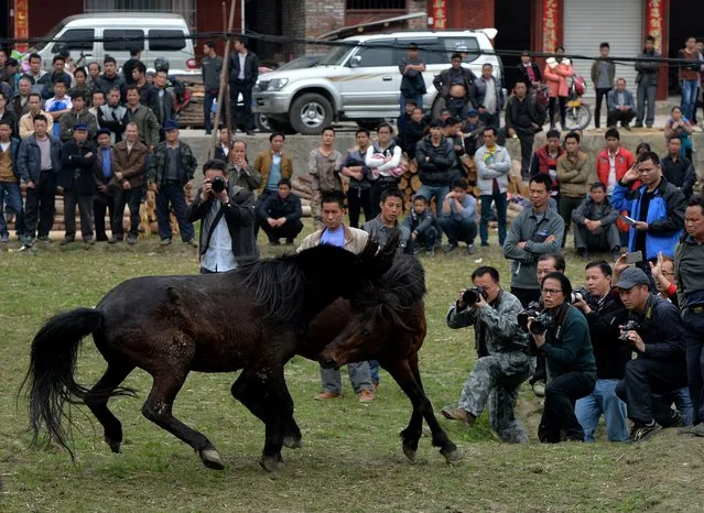 Horse Fighting In China