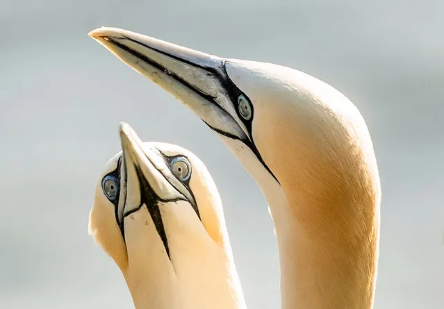 Gannets nest at the RSPB nature reserve at Bempton Cliffs in Yorkshire, England on July 3, 2019 as over 250,000 seabirds flock to the chalk cliffs to find a mate and raise their young. (Photo by Danny Lawson/PA Images via Getty Images)