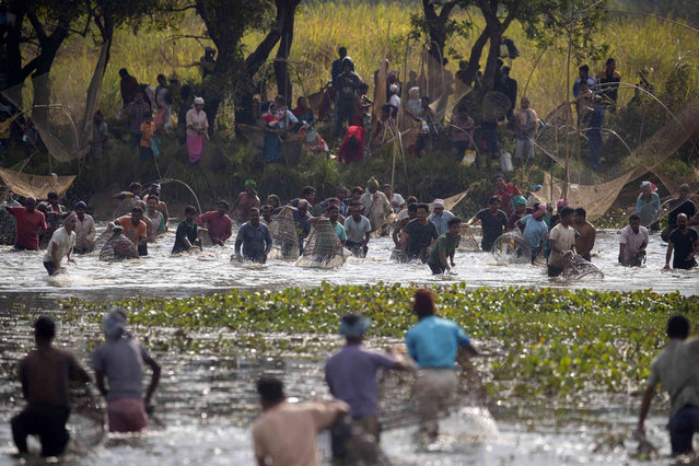Villagers participate in community fishing as part of Bhogali Bihu celebrations in Panbari village, some 50 kilometers (31 miles) east of Gauhati, India, Thursday, January 13, 2022. (Photo by Anupam Nath/AP Photo)