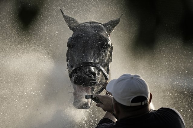 Kentucky Derby entrant Grand Mo The First gets a bath after a workout at Churchill Downs Thursday, May 2, 2024, in Louisville, Ky. The 150th running of the Kentucky Derby is scheduled for Saturday, May 4. (Photo by Charlie Riedel/AP Photo)
