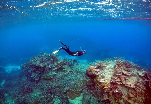 Peter Gash, owner and manager of the Lady Elliot Island Eco Resort, snorkels during an inspection of the reef's condition in an area called the “Coral Gardens” located at Lady Elliot Island, north-east of the town of Bundaberg in Queensland, Australia, June 11, 2015. (Photo by David Gray/Reuters)