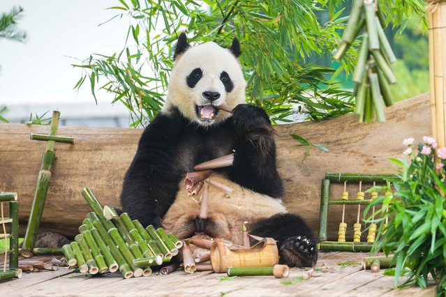 Giant panda Yaji eats bamboo shoots during its 10th birthday party at Jinan Zoo on May 26, 2024 in Jinan, Shandong Province of China. (Photo by VCG/VCG via Getty Images)