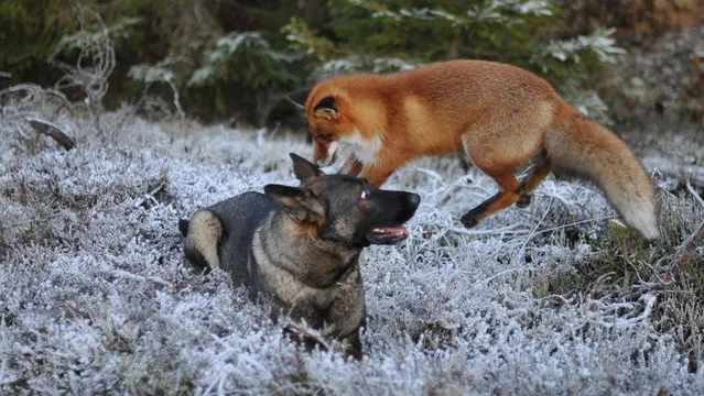 Life Fox And Hound