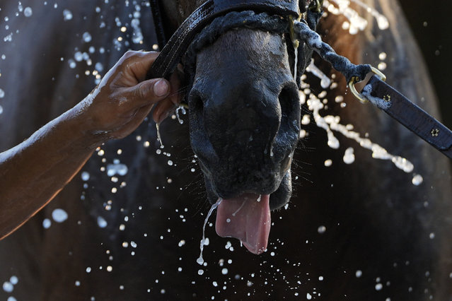 Belmont Stakes entrant Sierra Leone is washed following a work out ahead of the 156th running of the Belmont Stakes horse race at Saratoga Race Course, Wednesday, June 5, 2024, in Saratoga Springs, N.Y. (Photo by Julia Nikhinson/AP Photo)