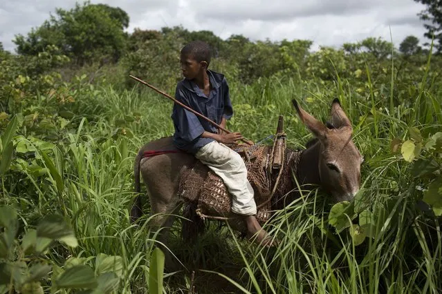A Muslim boy rides a donkey on the outskirts of Bambari May 8, 2014. (Photo by Siegfried Modola/Reuters)
