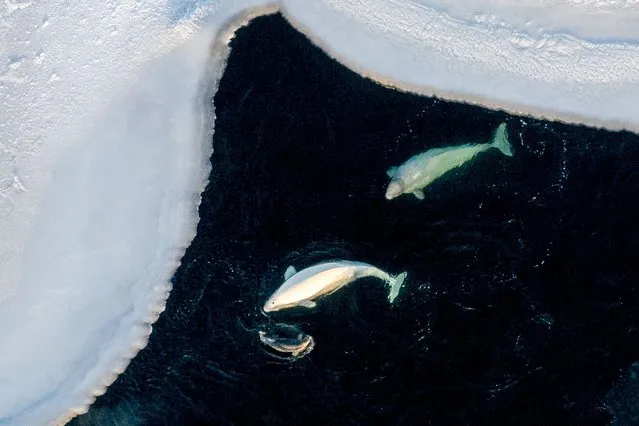 Beluga whales and a spotted seal hunt schools of fish under the frozen surface of Amur Bay, near the Tokarevsky lighthouse in Vladivostok, Russia on January 17, 2022. Several beluga whales set free from the notorious Nakhodka “whale jail” in November 2019 have also settled here. (Photo by Yuri Smityuk/TASS)