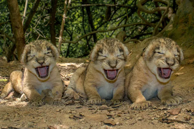 In this photograph released by Indian Gir National Park and Sanctuary Indian Deputy Conservator of Forests Sandeep Kumar taken on July 6, 2015 and released on July 16, 2015, newly-born Asiatic lion cubs sit near their den in the Khutani area of the sanctuary in the Junagadh region of Gujarat. The lion cubs were born on July 5, 2015. (Photo by AFP Photo/Gir National Park and Sanctuary Indian Deputy Conservator of Forests Sandeep Kumar)