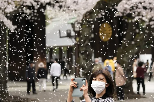 A visitor takes a picture under a shower of cherry blossoms in full bloom at a Shinto shrine in Tokyo, Thursday, March 31, 2022, in Tokyo. (Photo by Shuji Kajiyama/AP Photo)