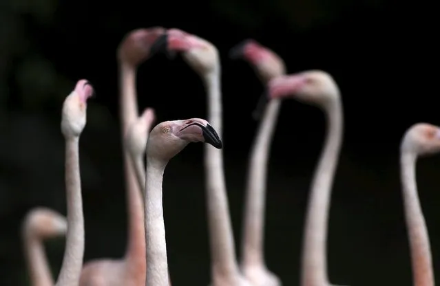 Flamingos stand at an enclosure at the zoo in Wuppertal, Germany July 23, 2015. (Photo by Ina Fassbender/Reuters)