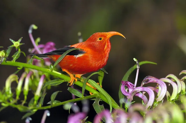 This photo taken October 8, 2004, on the island of Kauai, Hawaii, shows a Hawaiian honeycreeper. A new study predicts climate change will accelerate the rate of extinctions of Hawaiian honeycreepers. Warmer temperatures due to climate change increases the spread of diseases such as avian malaria in forest habitats that were once cool enough to keep mosquito-borne diseases under control, according to the research. (Photo by Jim Denny/AP Photo)