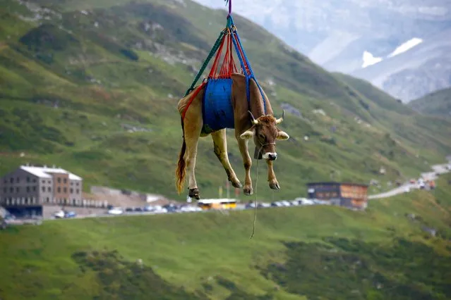 A cow is transported by a helicopter after its summer sojourn in the high Swiss Alpine meadows near the Klausenpass, Switzerland on August 27, 2021. (Photo by Arnd Wiegmann/Reuters)
