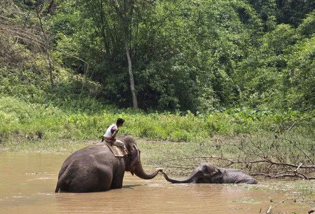 A domestic elephant stands by a 10-year-old wild tusker that is stuck with a rear leg injury at Amchang Wildlife Sanctuary, 40 kilometers (25 miles)east of Gauhati, India, Wednesday, May 24, 2017. Veterinarians are nursing the 10-year-old male elephant to help it get out of the marshy area where it was spotted stuck by local villagers five days ago. This is becoming a common occurrence in the state which has a large population of wild elephants, straying out of their herds and entering swampy areas and villages. (Photo by Anupam Nath/AP Photo)