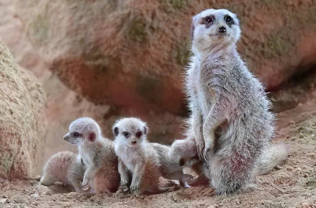 Meerkat quadruplets are seen with their mother Maru (R) at Chiba Zoological Park on June 1, 2017 in Chiba, Japan. The quadruplets were born end of last month. (Photo by The Asahi Shimbun via Getty Images)