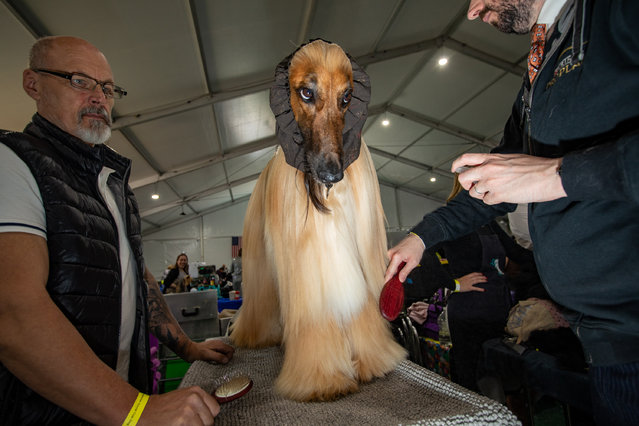 An Afghan Hound in the grooming tent at the 147th Annual Westminster Kennel Club Dog Show in Queens, NY on May 8, 2023. (Photo by Peter Fisher for The Washington Post)