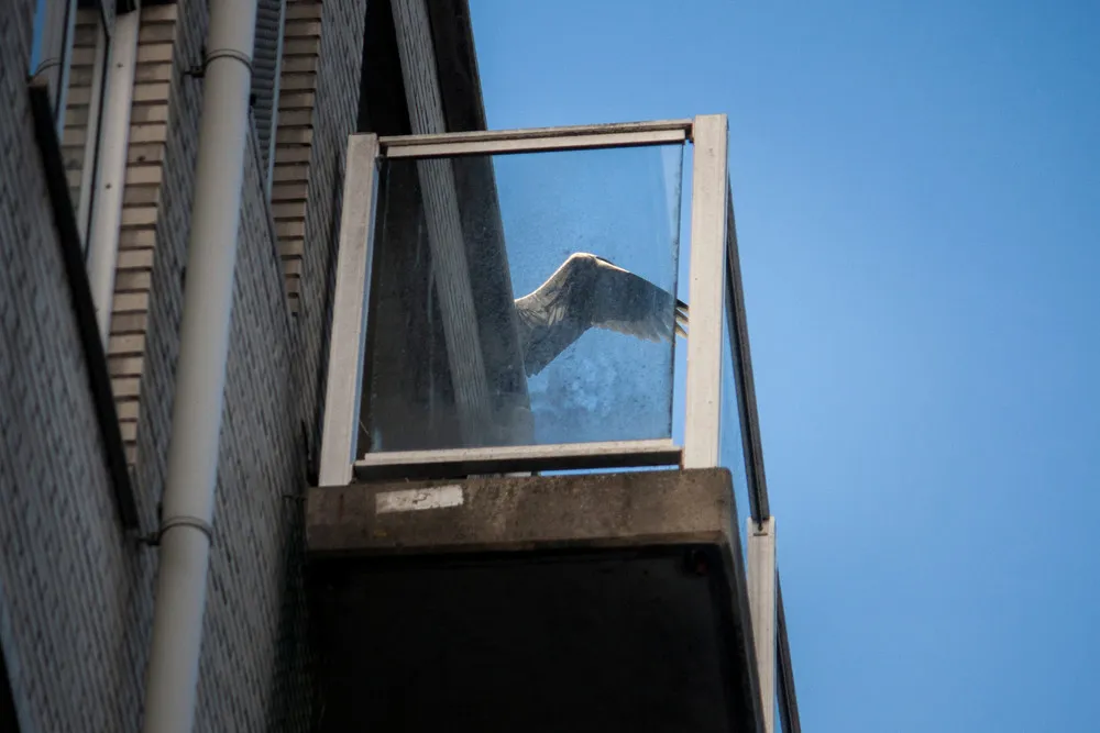 The Urban Herons of Amsterdam