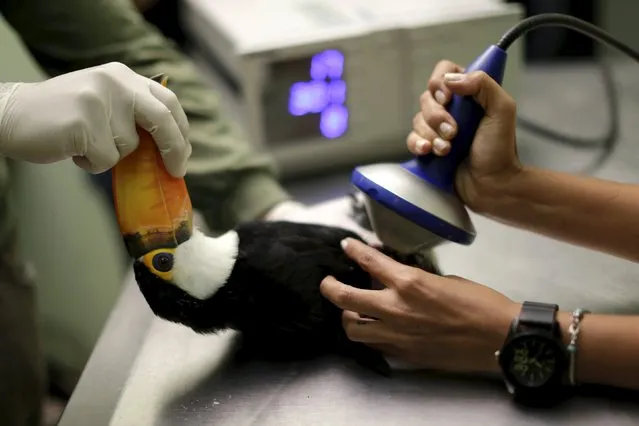 A toucan that has a fractured leg receives a shock wave treatment at the veterinary hospital in Brasilia Zoo, July 30, 2015. (Photo by Ueslei Marcelino/Reuters)