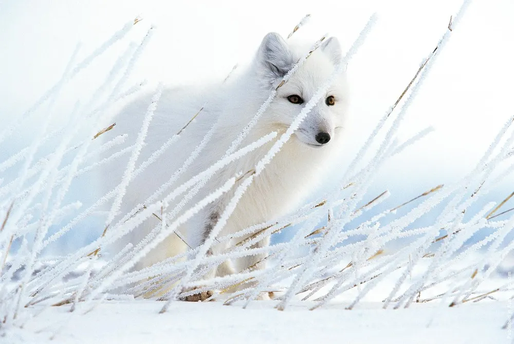 Polar Tales by Paul Nicklen. Part III