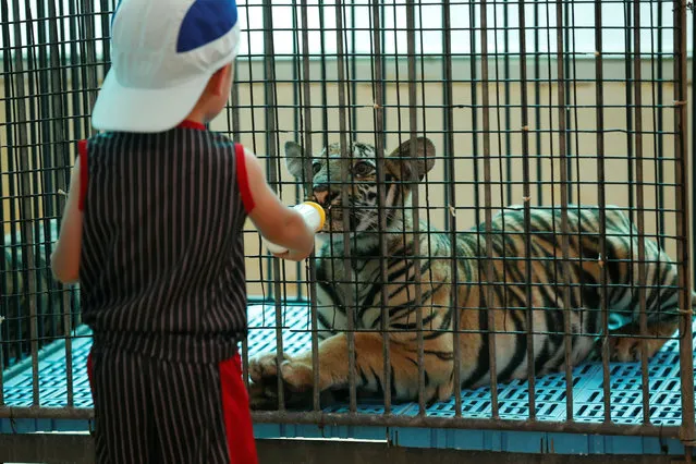 A boy feeds milk to a tiger cub at the Sriracha Tiger Zoo in the Chonburi province, Thailand June 7, 2016. (Photo by Chaiwat Subprasom/Reuters)