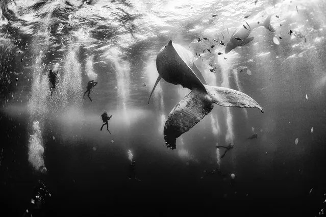 Grand Prize: Whale Whisperers. Diving with a humpback whale and her new born calf while they cruise around Roca Partida Island, in Revillagigedo, Mexico. This is an outstanding and unique place full of pelagic life so we need to accelerate the incorporation of this islands into UNESCO as natural heritage site in order to increase the protection of the islands against the prevailing ilegal fishing corporations and big game fishing. (Photo and caption by Anuar Patjane Floriuk/National Geographic Traveler Photo Contest)