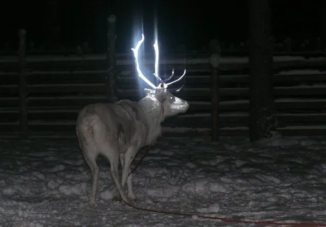 Fluorescent paint makes the antlers of a reindeer shine, in this photo dated February 15, 2014, after Finnish herders painted the animal in an attempt at halting the thousands of road deaths of the roaming caribou in Rovaniemi, the wilds of Finland's Lapland. This novel attempt to reduce the annual 4,000 reindeer road deaths was not successful, so in a pilot project announced Wednesday June 8, 2016, drivers of heavy transport vehicles are being offered a reindeer warning app for their mobile devices, to warn them of nearby reindeer. (Photo by Anne Ollila/Lehtikuva via AP Photo)