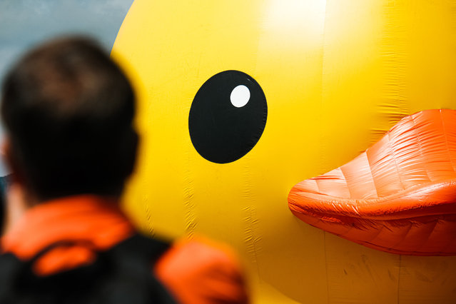 Two giant Inflatable Rubber Rucks float on Victoria Harbour during the Double Ducks exhibition on June 9, 2023 in Hong Kong, China. To celebrate its 10th anniversary, the return of the Rubber Duck to Hong Kong now brings a companion for the DOUBLE DUCKS exhibition by artist Florentijn Hofman. The exhibition will take place near Tamar Park and the Central and Western District Promenade, starting from June 10 for two weeks. (Photo by Sawayasu Tsuji/Getty Images)