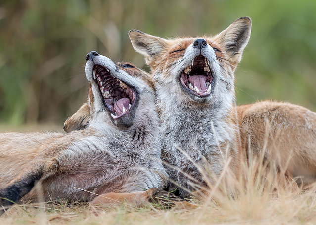 A pair of foxes seem happy to see each other in Zandvoort, the Netherlands in the last decade of September 2024. (Photo by Anna Stelloo/Solent News)