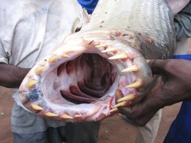 Hydrocynus goliath, also known as the goliath tigerfish, giant tigerfish or mbenga