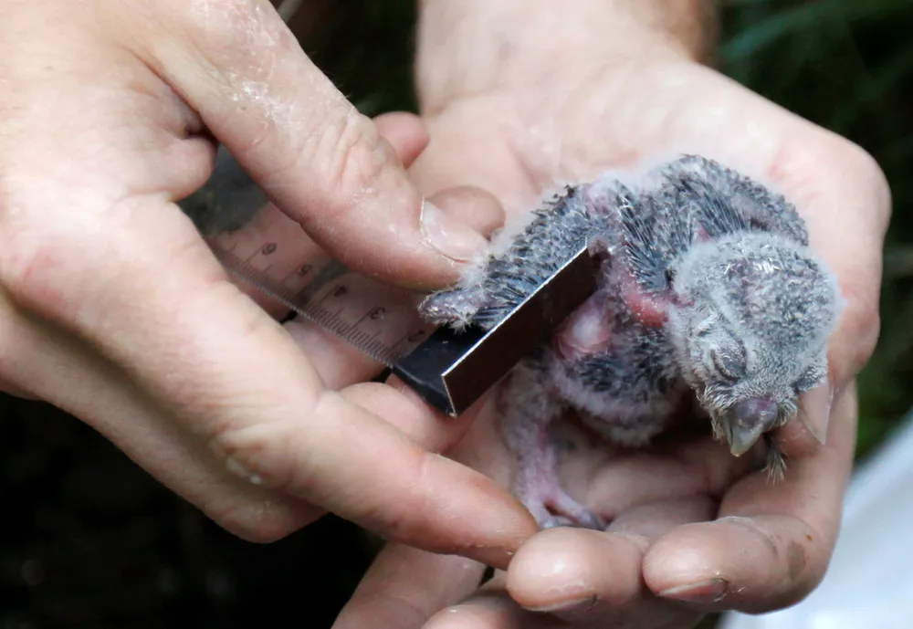 Watching Owls at the Smart Nest Box