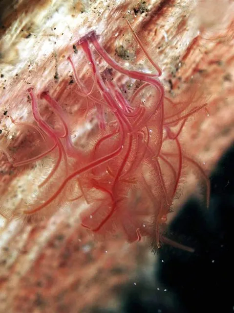 Osedax worms, more commonly known as boneworms, consume bones on the seafloor. The reddish feathery plumes act as gills. All Osedax males are dwarfs and live on the trunks of females