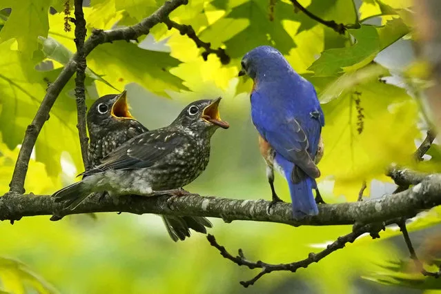 Baby bluebirds beg for more food after receiving a worm from their male parent, Saturday, May 28, 2022, in Freeport, Maine. (Photo by Robert F. Bukaty/AP Photo)