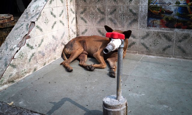 “Unexpected humour”. The Dog and the Faucet, in Kolkata, India on January 2017. (Photo by Pau Buscató/The Guardian)