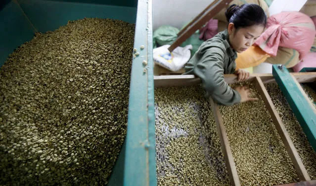 A woman checks coffee beans that are sorted by size at a coffee factory in Hanoi, Vietnam November 22, 2016. (Photo by Reuters/Kham)