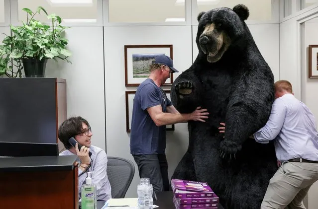 Jon Greene, defense advisor to Senator Jeanne Shaheen (D-NH), carries Kodak, the bear, to decorate the Senator's office on Capitol Hill to raise awareness about New Hampshire, while intern Roderck Emley takes calls, in Washington, U.S., June 7, 2022. (Photo by Evelyn Hockstein/Reuters)