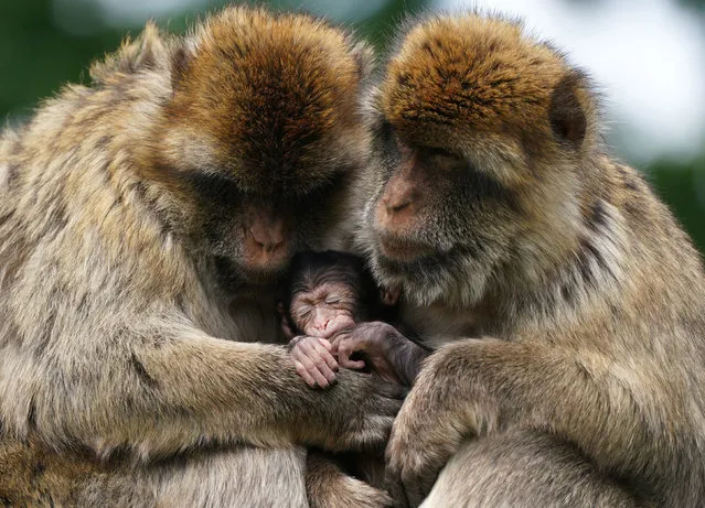 A baby macaque, named Fia by her keepers, with its mother Liberty and father Phil at Blair Drummond Safari and Adventure Park, near Stirling on Friday, June 17, 2022. The four-week-old baby girl was born to mother Liberty and father Phil on the 25th May and is proving to be a popular addition to the macaque troop. (Photo by Andrew Milligan/PA Wire)