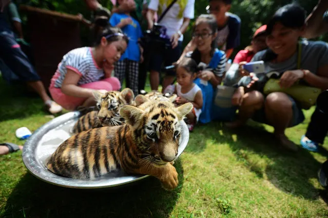 Tiger cubs take a bath in the summer heat in Yangzhou, Jiangsu province, July 31, 2014. (Photo by Reuters/Stringer)