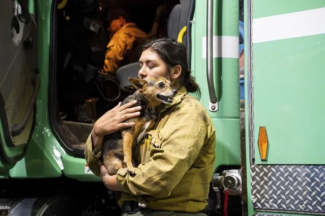 Firefighter Joanna Jimenez holds a dog she found wandering in a fire evacuation zone as the Oak Fire burns in Mariposa County, Calif., on Saturday, July 23, 2022. (Photo by Noah Berger/AP Photo)